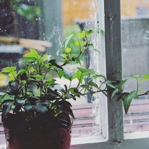 Meet your Posher, Miry